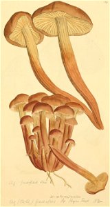 Coloured Figures of English Fungi or Mushrooms - t. 129