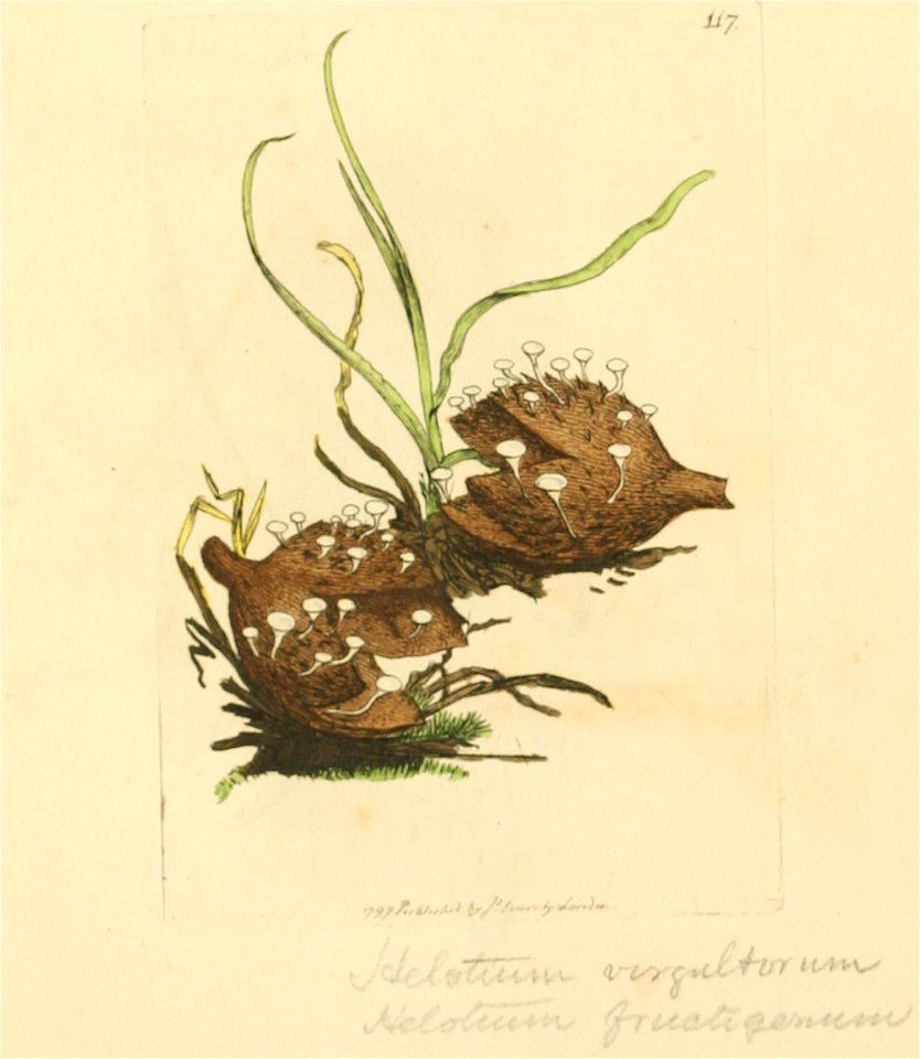 Coloured Figures of English Fungi or Mushrooms - t. 117