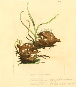 Coloured Figures of English Fungi or Mushrooms - t. 117