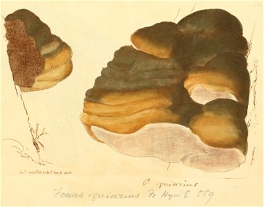 Coloured Figures of English Fungi or Mushrooms - t. 132