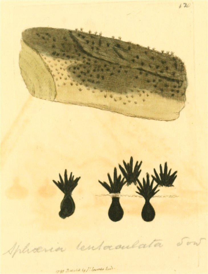 Coloured Figures of English Fungi or Mushrooms - t. 120