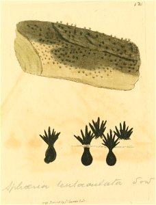 Coloured Figures of English Fungi or Mushrooms - t. 120