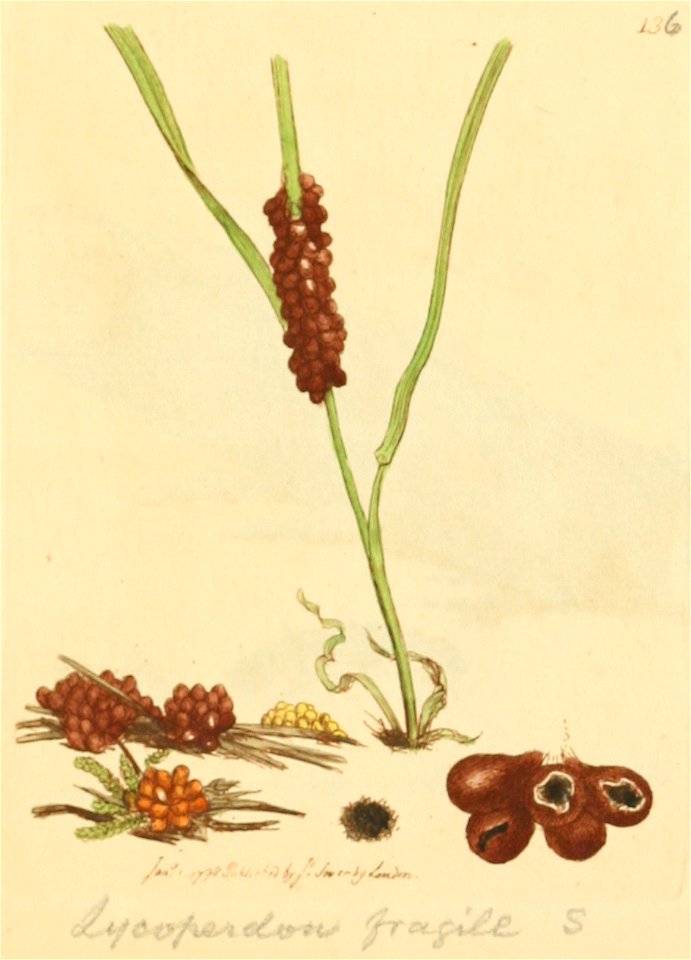 Coloured Figures of English Fungi or Mushrooms - t. 136