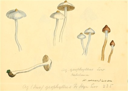 Coloured Figures of English Fungi or Mushrooms - t. 124
