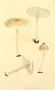 Coloured Figures of English Fungi or Mushrooms - t. 14