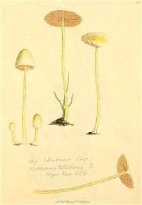 Coloured Figures of English Fungi or Mushrooms - t. 128