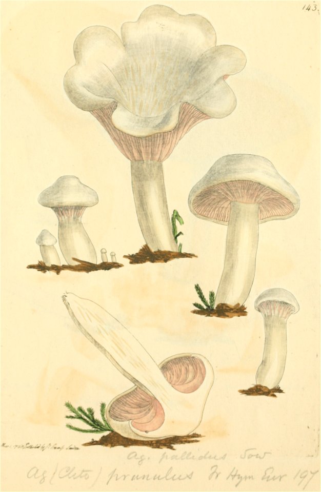 Coloured Figures of English Fungi or Mushrooms - t. 143