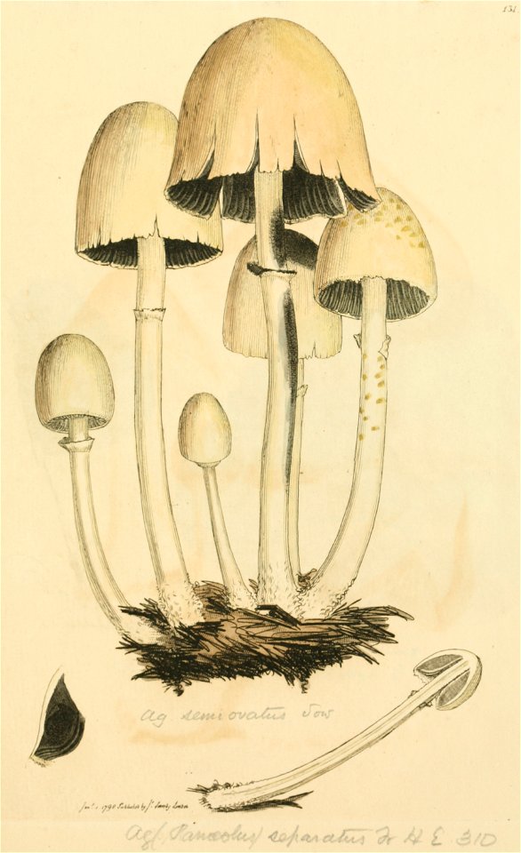 Coloured Figures of English Fungi or Mushrooms - t. 131