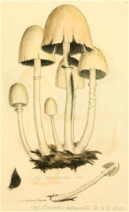 Coloured Figures of English Fungi or Mushrooms - t. 131