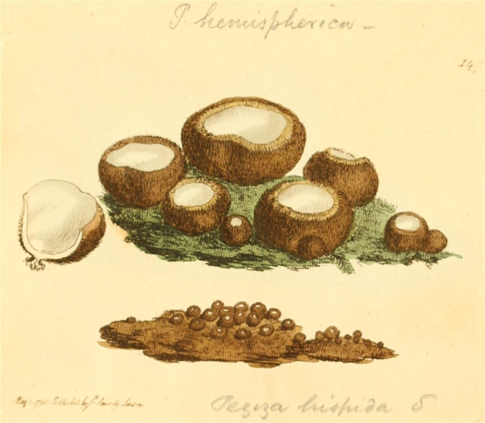 Coloured Figures of English Fungi or Mushrooms - t. 147