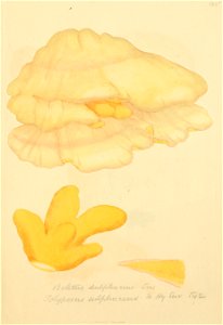 Coloured Figures of English Fungi or Mushrooms - t. 135