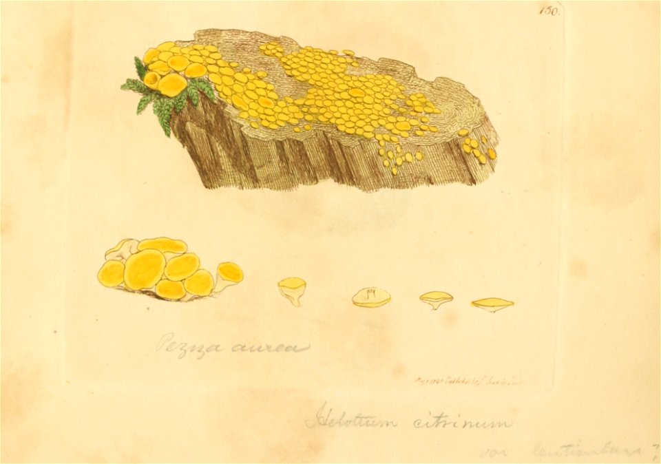 Coloured Figures of English Fungi or Mushrooms - t. 150