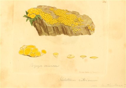 Coloured Figures of English Fungi or Mushrooms - t. 150