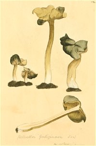 Coloured Figures of English Fungi or Mushrooms - t. 154