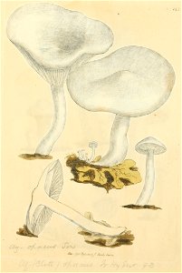 Coloured Figures of English Fungi or Mushrooms - t. 142