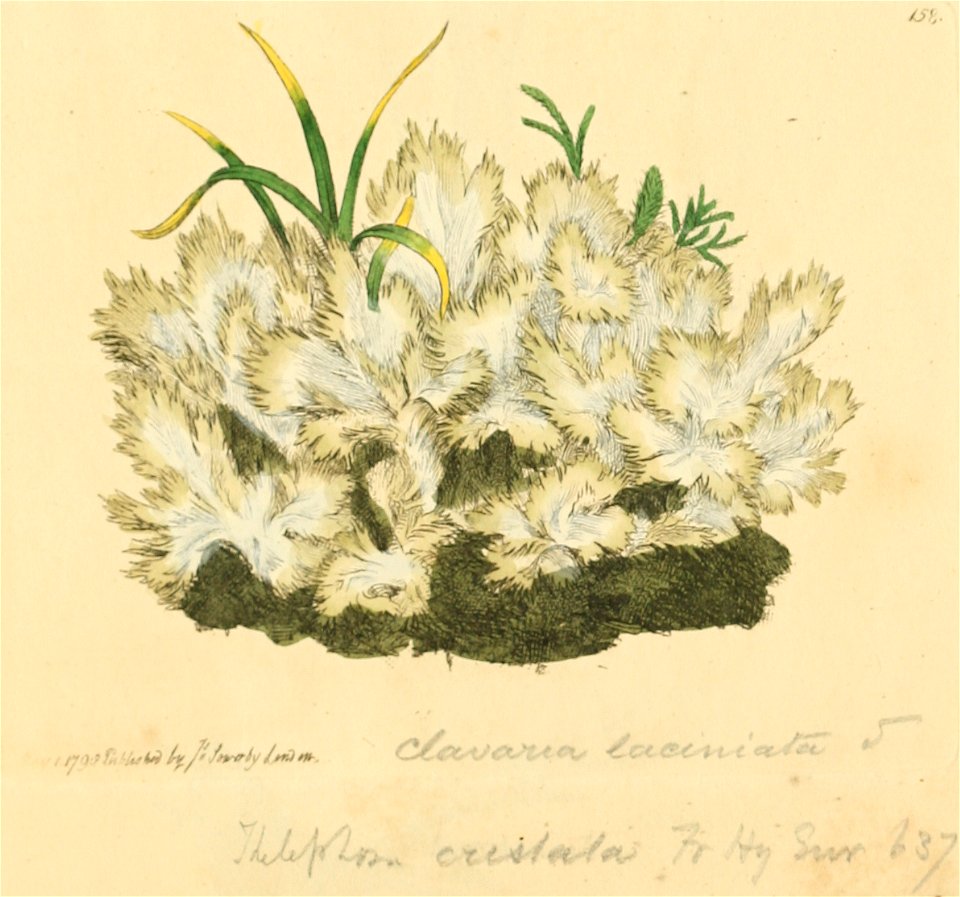 Coloured Figures of English Fungi or Mushrooms - t. 158