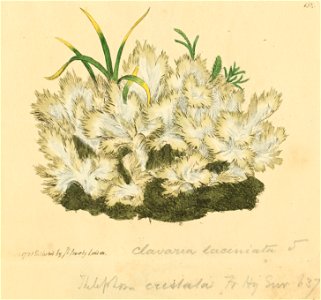 Coloured Figures of English Fungi or Mushrooms - t. 158