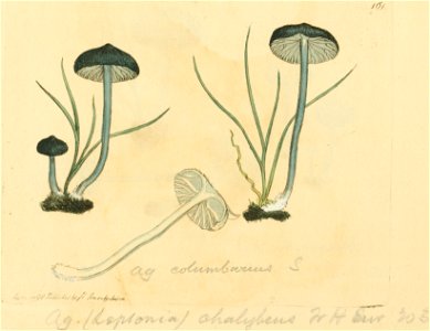 Coloured Figures of English Fungi or Mushrooms - t. 161