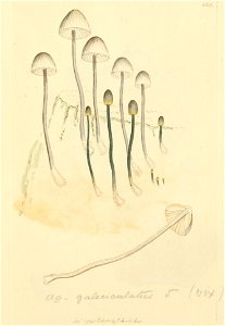 Coloured Figures of English Fungi or Mushrooms - t. 165