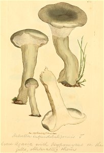 Coloured Figures of English Fungi or Mushrooms - t. 153
