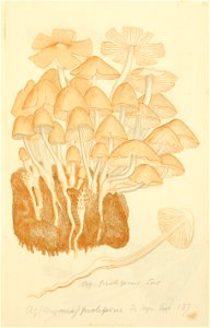 Coloured Figures of English Fungi or Mushrooms - t. 169