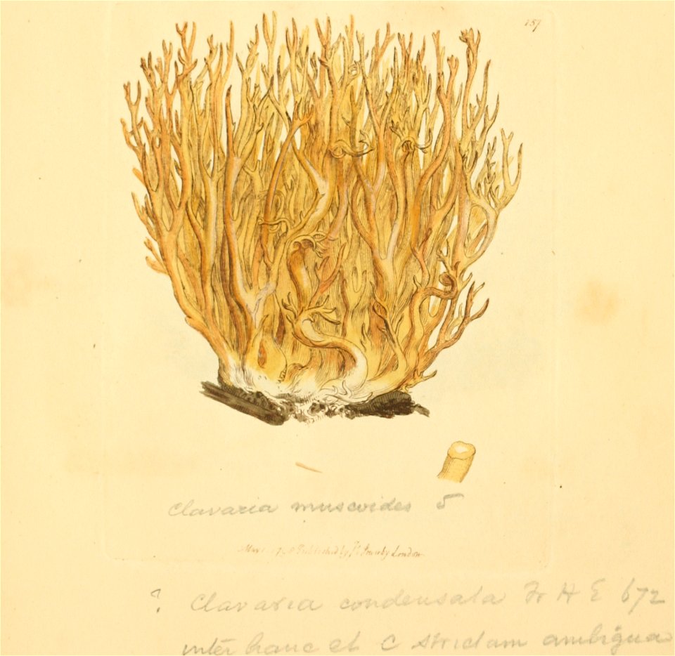 Coloured Figures of English Fungi or Mushrooms - t. 157