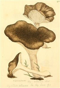 Coloured Figures of English Fungi or Mushrooms - t. 172