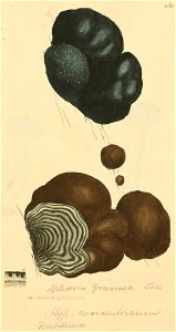 Coloured Figures of English Fungi or Mushrooms - t. 160