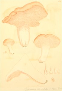 Coloured Figures of English Fungi or Mushrooms - t. 176
