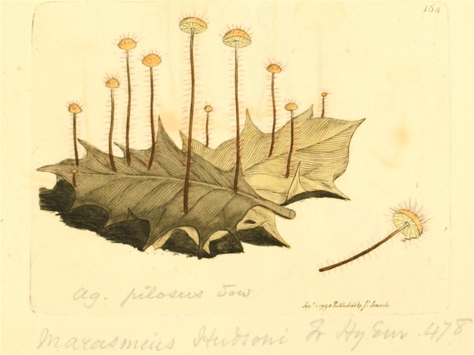 Coloured Figures of English Fungi or Mushrooms - t. 164
