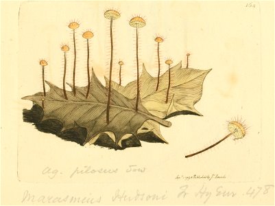 Coloured Figures of English Fungi or Mushrooms - t. 164