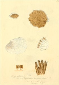 Coloured Figures of English Fungi or Mushrooms - t. 183