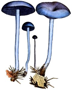 Coloured Figures of English Fungi or Mushrooms - t. 187-rearranged