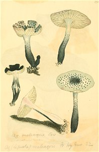 Coloured Figures of English Fungi or Mushrooms - t. 171