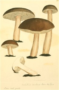 Coloured Figures of English Fungi or Mushrooms - t. 175