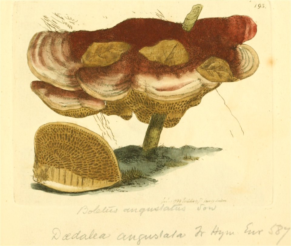Coloured Figures of English Fungi or Mushrooms - t. 193