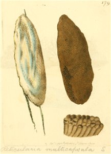 Coloured Figures of English Fungi or Mushrooms - t. 179