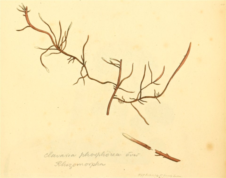 Coloured Figures of English Fungi or Mushrooms - t. 100