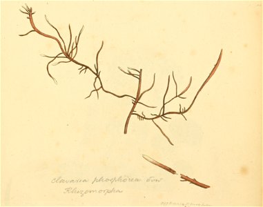 Coloured Figures of English Fungi or Mushrooms - t. 100