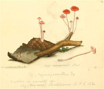Coloured Figures of English Fungi or Mushrooms - t. 197