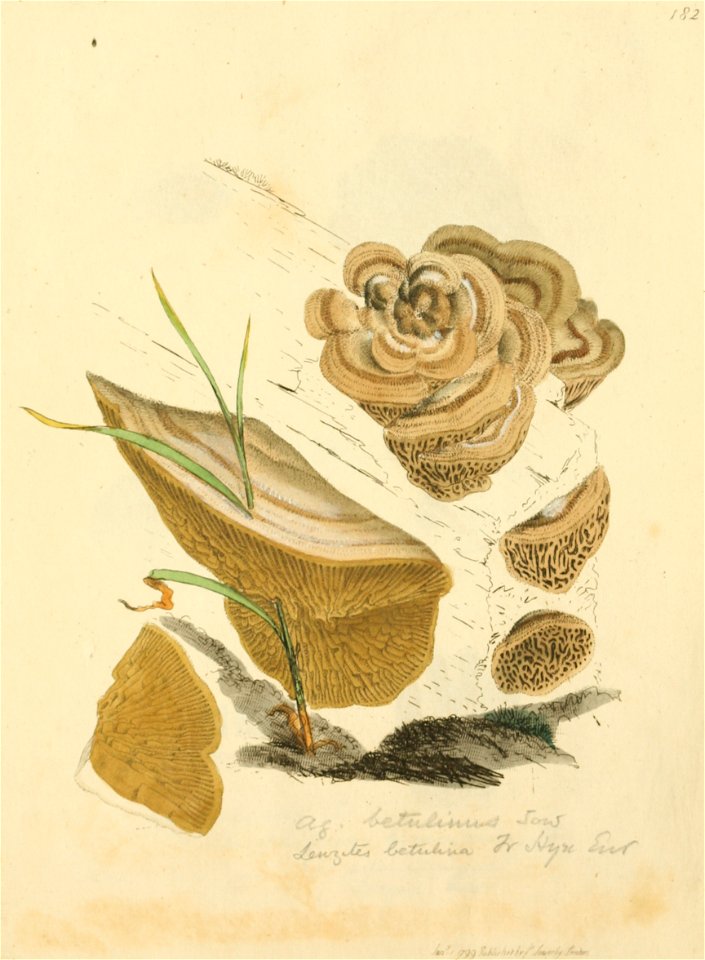 Coloured Figures of English Fungi or Mushrooms - t. 182