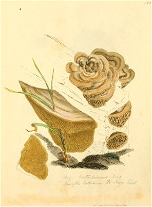 Coloured Figures of English Fungi or Mushrooms - t. 182