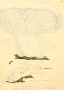 Coloured Figures of English Fungi or Mushrooms - t. 104