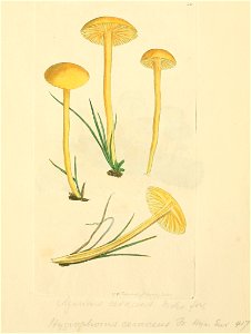 Coloured Figures of English Fungi or Mushrooms - t. 20