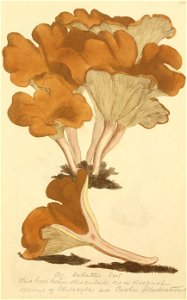 Coloured Figures of English Fungi or Mushrooms - t. 186