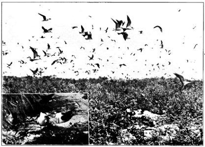 COLONY OF SOOTY TERNS, LAYSAN ISLAND, MID-PACIFIC