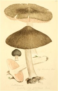 Coloured Figures of English Fungi or Mushrooms - t. 108