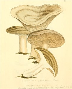 Coloured Figures of English Fungi or Mushrooms - t. 203