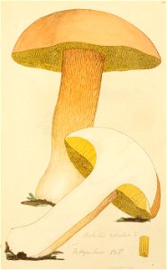Coloured Figures of English Fungi or Mushrooms - t. 111