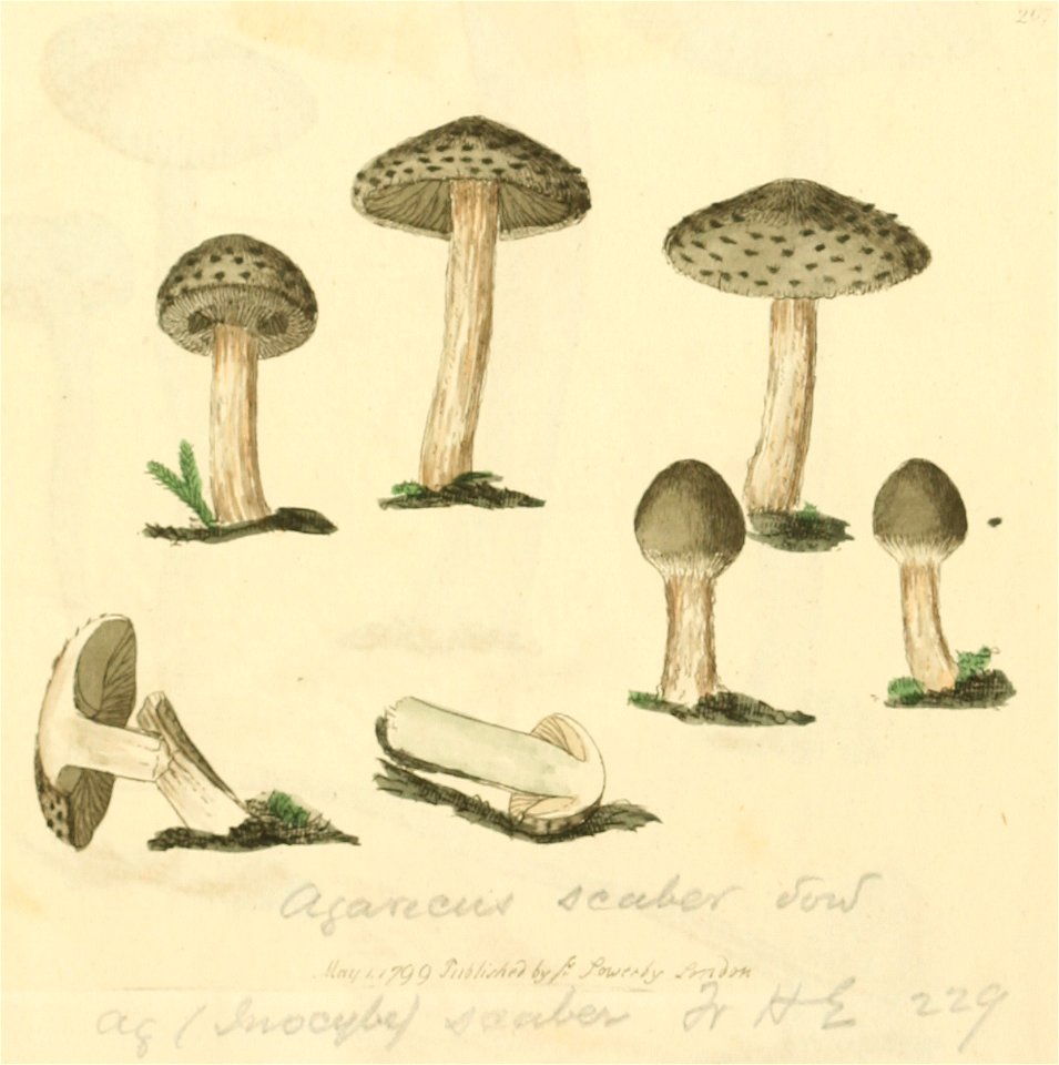 Coloured Figures of English Fungi or Mushrooms - t. 207